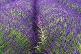 200 Seeds Per Pack - French Provence Lavender