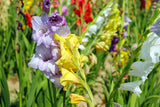 100 Seeds Per Pack - Gladiolus Flower