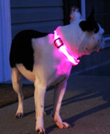 Safety Pet Collar With LED And Printed Design By I Love Dogs Society
