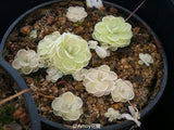 40 Seeds Per Pack - Lithops Pseudotruncatella