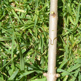 Garden Grafting Shear Tool