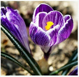 20 Seeds Per Pack - Saffron Crocus Seeds