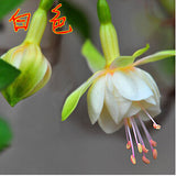 40 Seeds Per Pack - Fuchsia Seed Pods