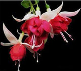 40 Seeds Per Pack - Fuchsia Seed Pods