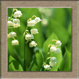 40 Seeds per Pack - Lily of the Valley